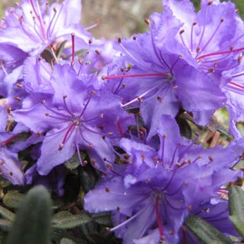 Rhododendron Dwarf Impeditum Evergreen | ScotPlants Direct